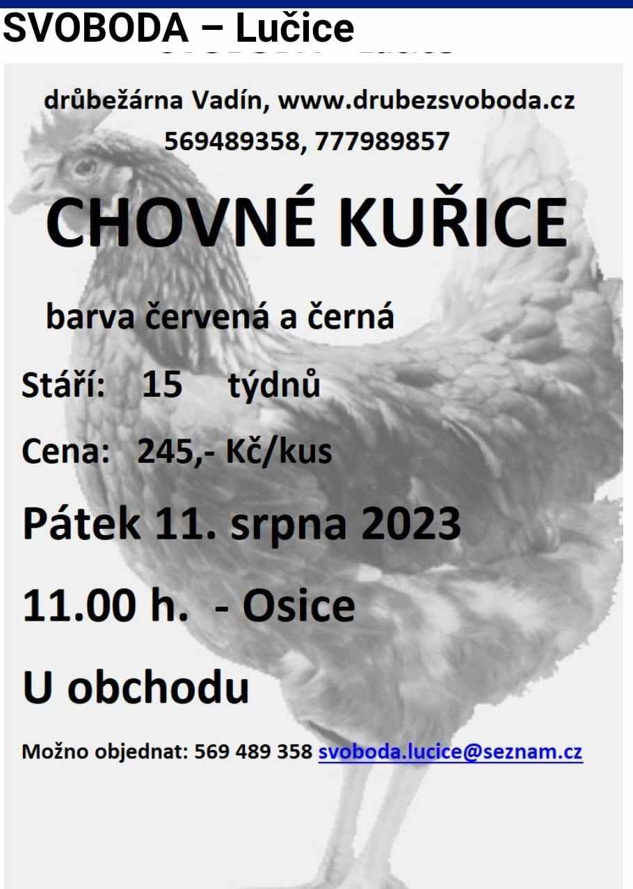 Prodej kuřic