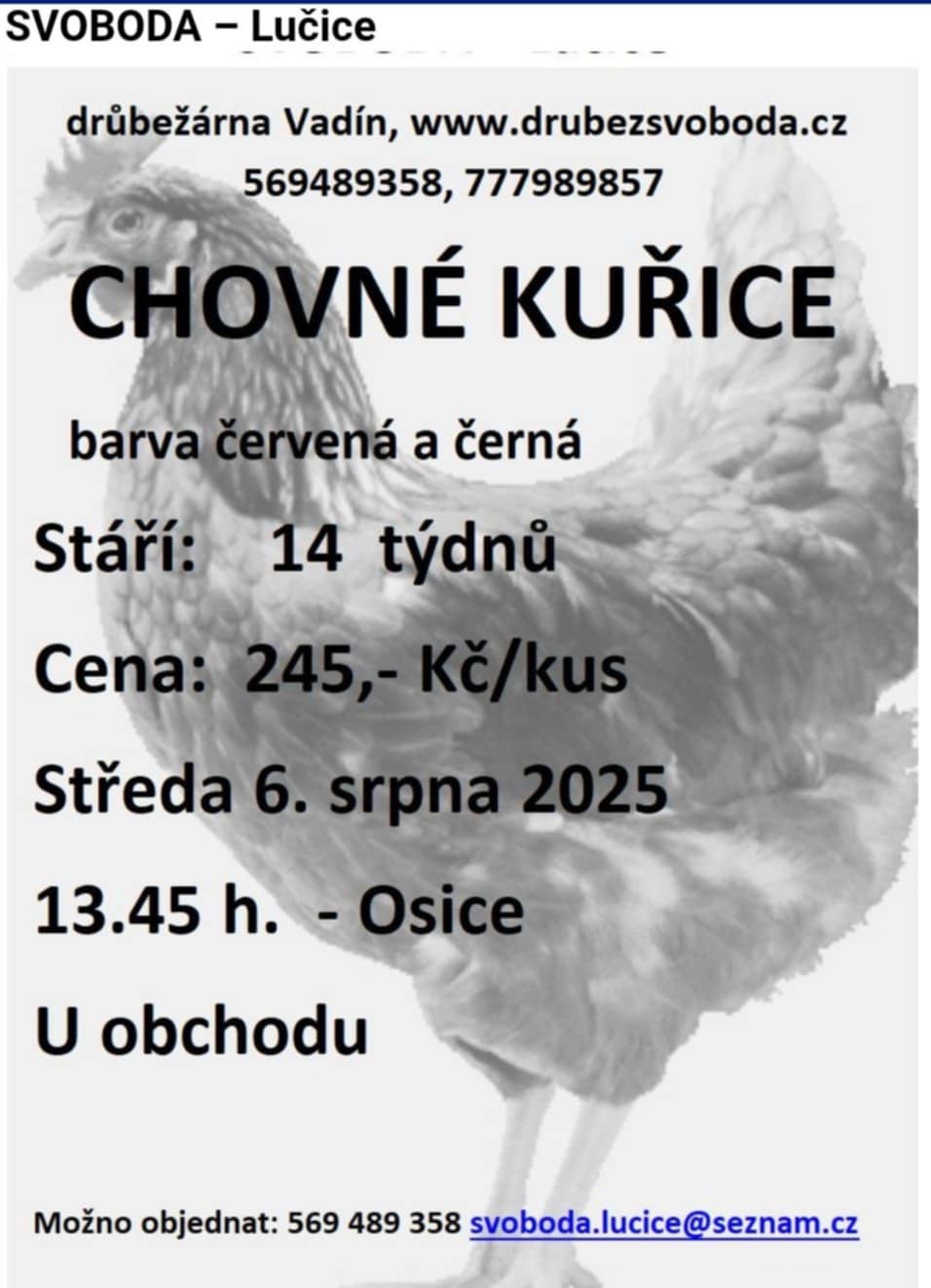 Prodej kuřic